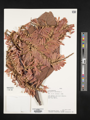 Triplaris americana image