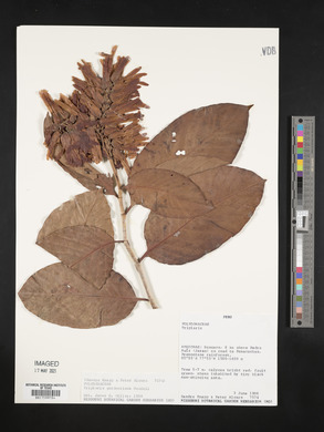 Media resource of Triplaris gardneriana