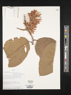 Triplaris melaenodendron image