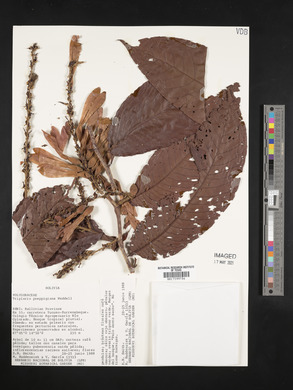 Triplaris poeppigiana image