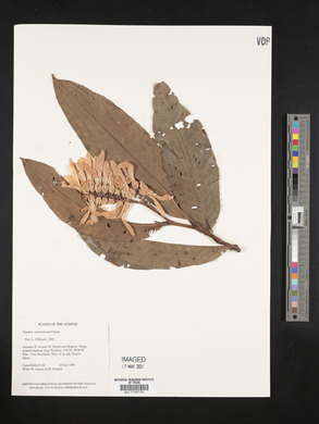 Triplaris weigeltiana image