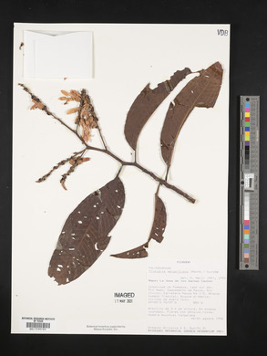 Triplaris weigeltiana image