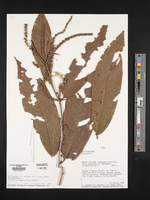 Triplaris poeppigiana image