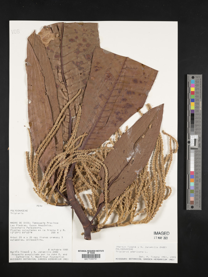 Triplaris americana image