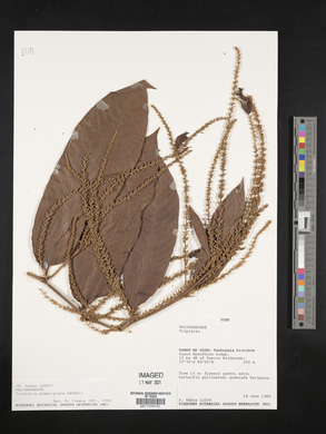 Triplaris poeppigiana image