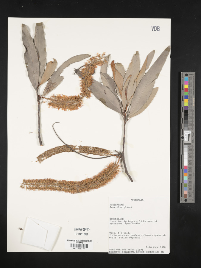 Grevillea glauca image
