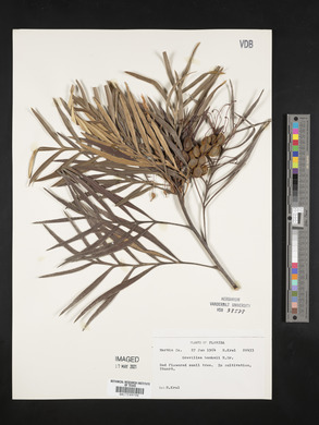 Grevillea banksii image