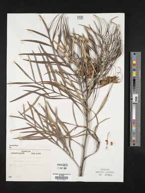 Grevillea banksii image
