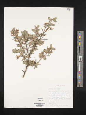 Ceanothus fendleri image