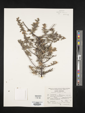 Ceanothus greggii image