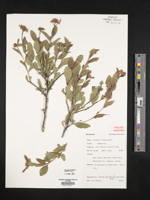 Ceanothus herbaceus image