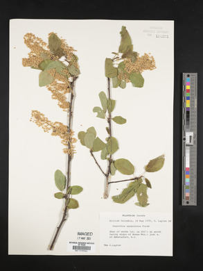 Ceanothus sanguineus image