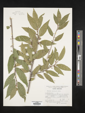 Rhamnus mucronata image