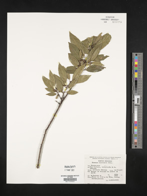 Rhamnus mucronata image