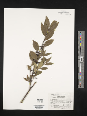 Rhamnus mucronata image