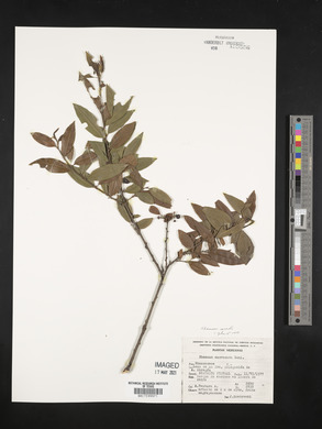 Rhamnus mucronata image