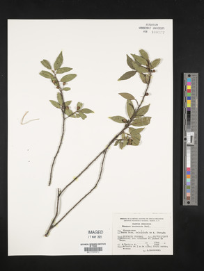 Rhamnus mucronata image