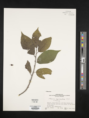 Frangula capreifolia image