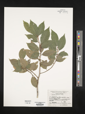 Rhamnus mucronata image
