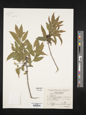 Rhamnus serrata image