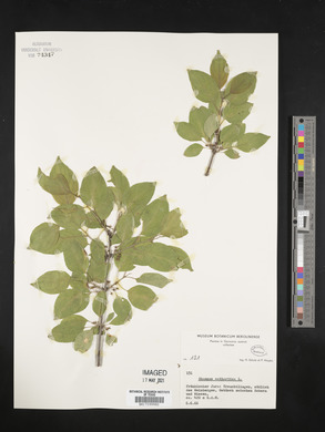 Rhamnus cathartica image