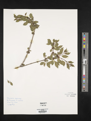 Rhamnus japonica image