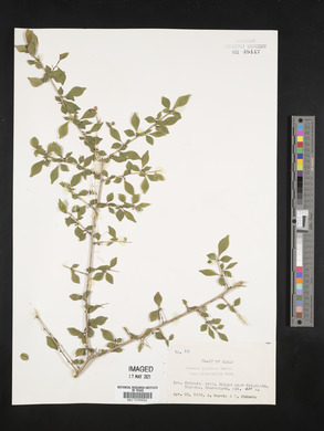 Rhamnus japonica image