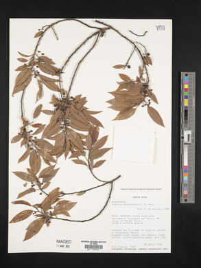 Rhamnus oreodendron image