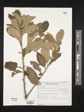 Rhamnus sphaerosperma image