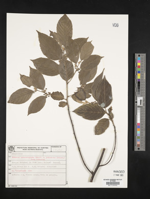Rhamnus sphaerosperma image
