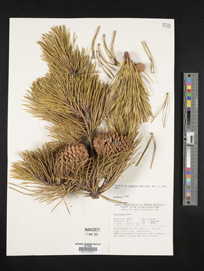Pinus pungens image