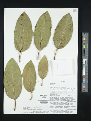 Ficus insipida image