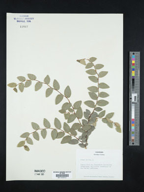 Ficus pumila image