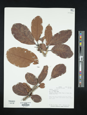 Ficus trigonata image