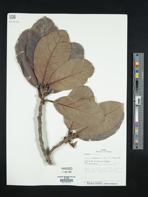 Ficus trigonata image