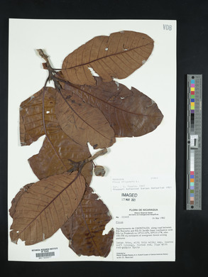 Ficus trigonata image