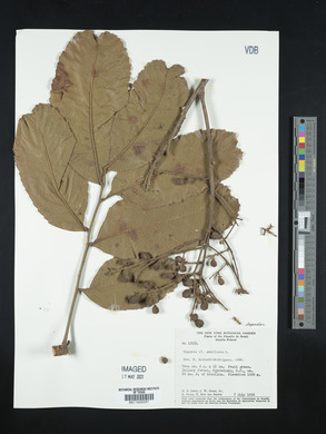 Cupania americana image