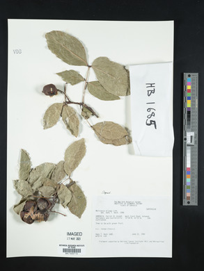 Melicoccus bijugatus image