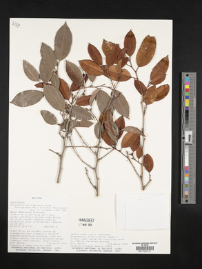 Chrysophyllum argenteum image