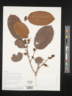 Chrysophyllum argenteum image