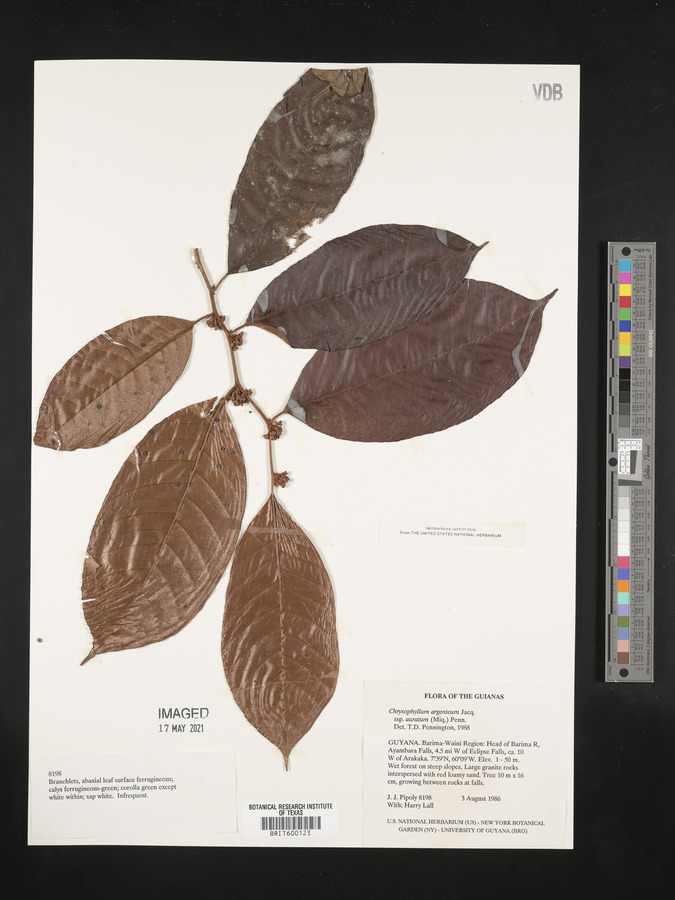 Chrysophyllum argenteum subsp. auratum image