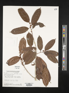Chrysophyllum argenteum image