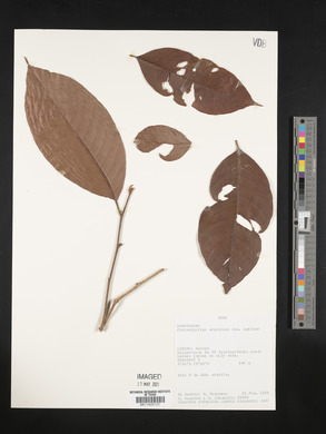 Chrysophyllum argenteum image