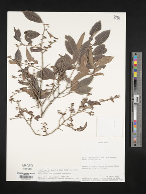 Chrysophyllum brenesii image