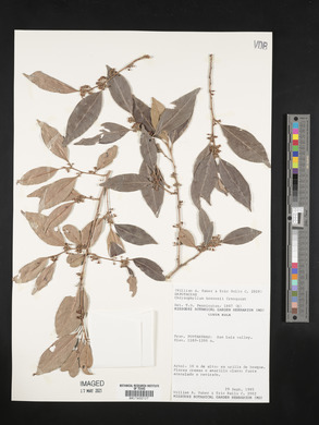 Chrysophyllum brenesii image