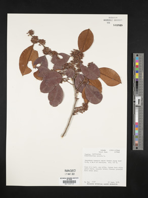 Chrysophyllum cainito image