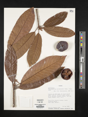 Chrysophyllum colombianum image