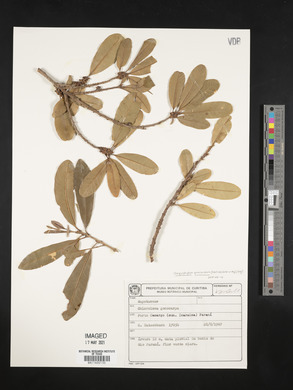 Chrysophyllum gonocarpum image