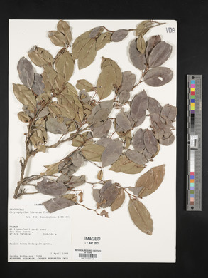 Chrysophyllum hirsutum image