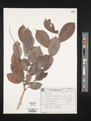 Chrysophyllum marginatum image
